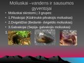 Gyvūnai. Pristatymas 7 puslapis