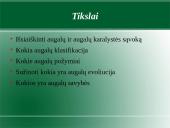 Augalų karalystė. Biologija 2 puslapis