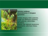 Augalų karalystė. Biologija 12 puslapis