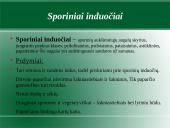 Augalų karalystė. Biologija 13 puslapis