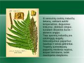 Augalų karalystė. Biologija 14 puslapis