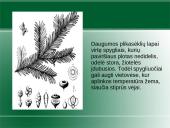 Augalų karalystė. Biologija 16 puslapis