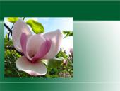 Augalų karalystė. Biologija 18 puslapis