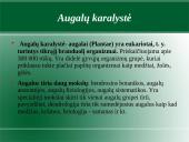 Augalų karalystė. Biologija 3 puslapis
