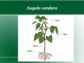 Augalų karalystė. Biologija 6 puslapis