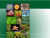 Augalų karalystė. Biologija 8 puslapis