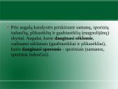 Augalų karalystė. Biologija 10 puslapis