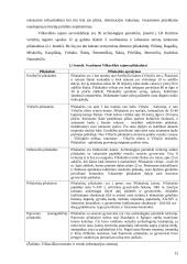 Turizmo infrastruktūros situacijos Vilkaviškio rajone analizė 11 puslapis