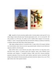 Spygliuočių miškai. Referatas 3 puslapis