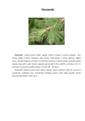 Spygliuočių miškai. Referatas 5 puslapis