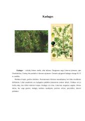 Spygliuočių miškai. Referatas 6 puslapis