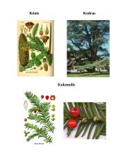 Spygliuočių miškai. Referatas 7 puslapis