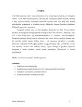 Asmenybės brendimas. Referatas 3 puslapis