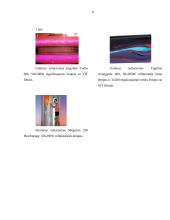 Soliarumo studijos "Saulės lova" verslo planas 6 puslapis