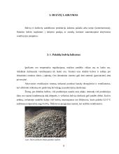 Bulvių laikymas 8 puslapis