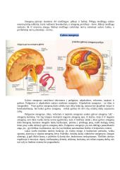 Atskirų centrinių nervų sistemos dalių funkcijos 3 puslapis