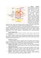 Atskirų centrinių nervų sistemos dalių funkcijos 5 puslapis