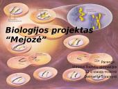 Mejozė. Pristatymas