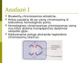Mejozė. Pristatymas 11 puslapis