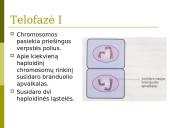 Mejozė. Pristatymas 12 puslapis