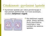 Mejozė. Pristatymas 13 puslapis