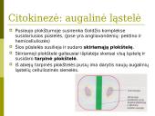Mejozė. Pristatymas 14 puslapis