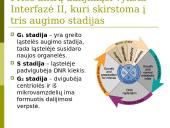 Mejozė. Pristatymas 16 puslapis
