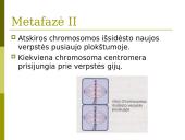 Mejozė. Pristatymas 18 puslapis