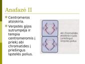Mejozė. Pristatymas 19 puslapis