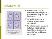 Mejozė. Pristatymas 20 puslapis