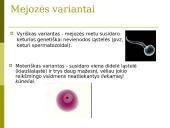 Mejozė. Pristatymas 3 puslapis