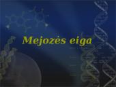 Mejozė. Pristatymas 4 puslapis