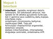 Mejozė. Pristatymas 5 puslapis