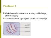 Mejozė. Pristatymas 6 puslapis