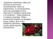Arbatinės hibridinės rožės 2 puslapis