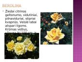 Arbatinės hibridinės rožės 11 puslapis