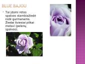 Arbatinės hibridinės rožės 12 puslapis