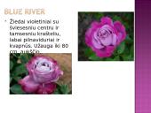 Arbatinės hibridinės rožės 13 puslapis