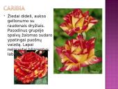 Arbatinės hibridinės rožės 14 puslapis