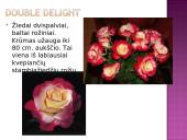 Arbatinės hibridinės rožės 15 puslapis