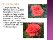 Arbatinės hibridinės rožės 16 puslapis