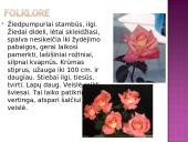 Arbatinės hibridinės rožės 17 puslapis