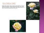 Arbatinės hibridinės rožės 18 puslapis