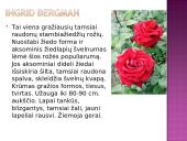 Arbatinės hibridinės rožės 19 puslapis