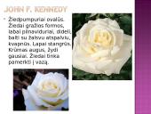 Arbatinės hibridinės rožės 20 puslapis