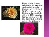 Arbatinės hibridinės rožės 3 puslapis