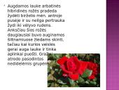 Arbatinės hibridinės rožės 4 puslapis