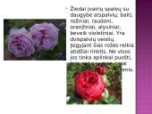 Arbatinės hibridinės rožės 5 puslapis