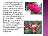 Arbatinės hibridinės rožės 6 puslapis