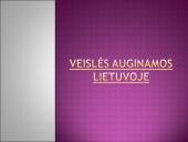 Arbatinės hibridinės rožės 7 puslapis